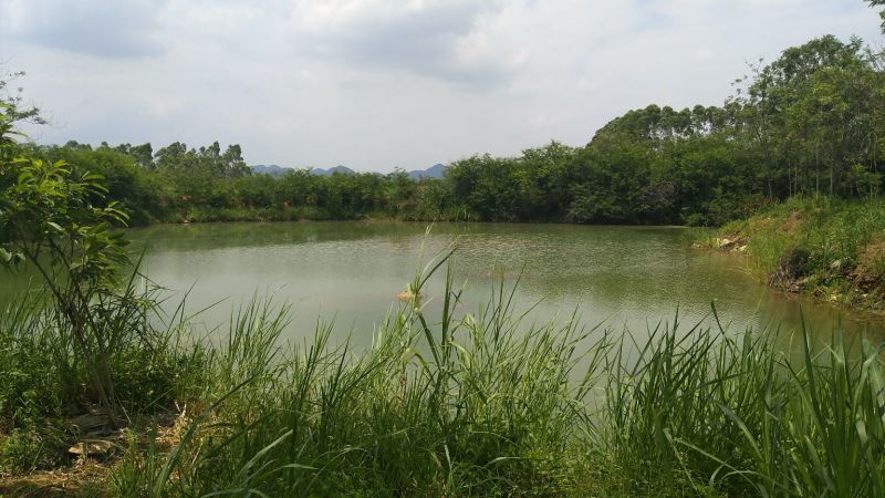 水塘出租