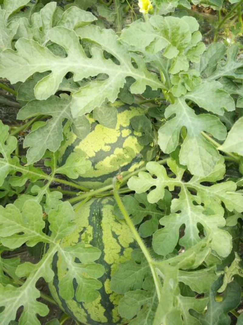 8424西瓜🍉，瓜皮薄，口感好，皮毛亮