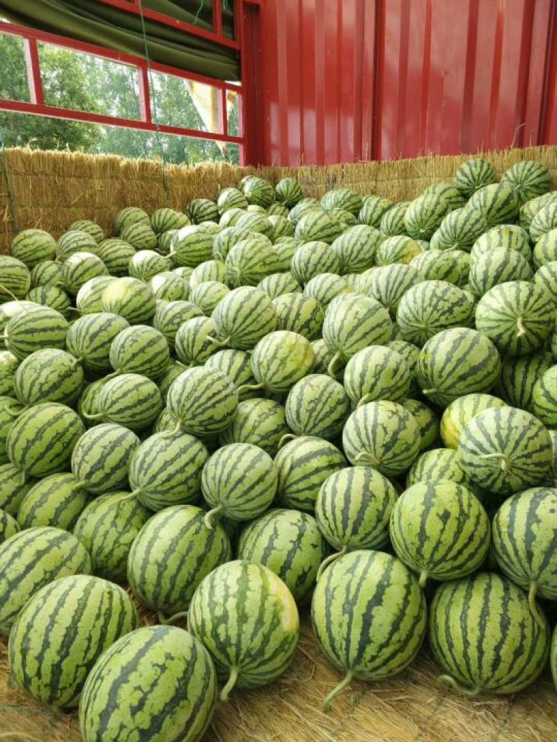 8424西瓜🍉，瓜皮薄，口感好，皮毛亮