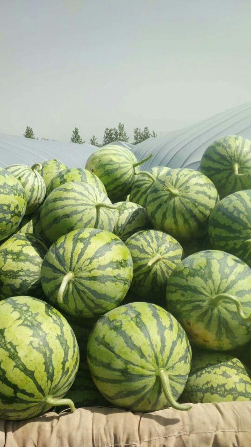 8424西瓜🍉，瓜皮薄，口感好，皮毛亮