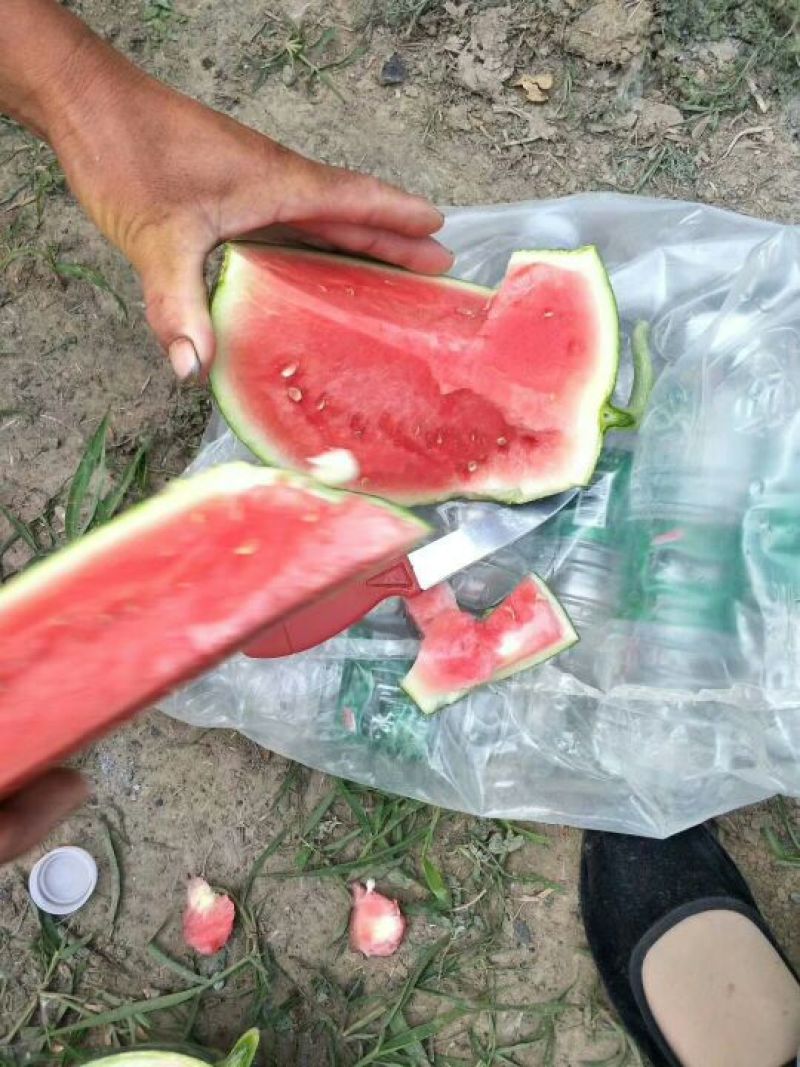 8424西瓜🍉，瓜皮薄，口感好，皮毛亮