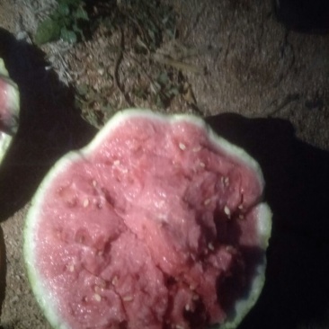 8424西瓜🍉，瓜皮薄，口感好，皮毛亮