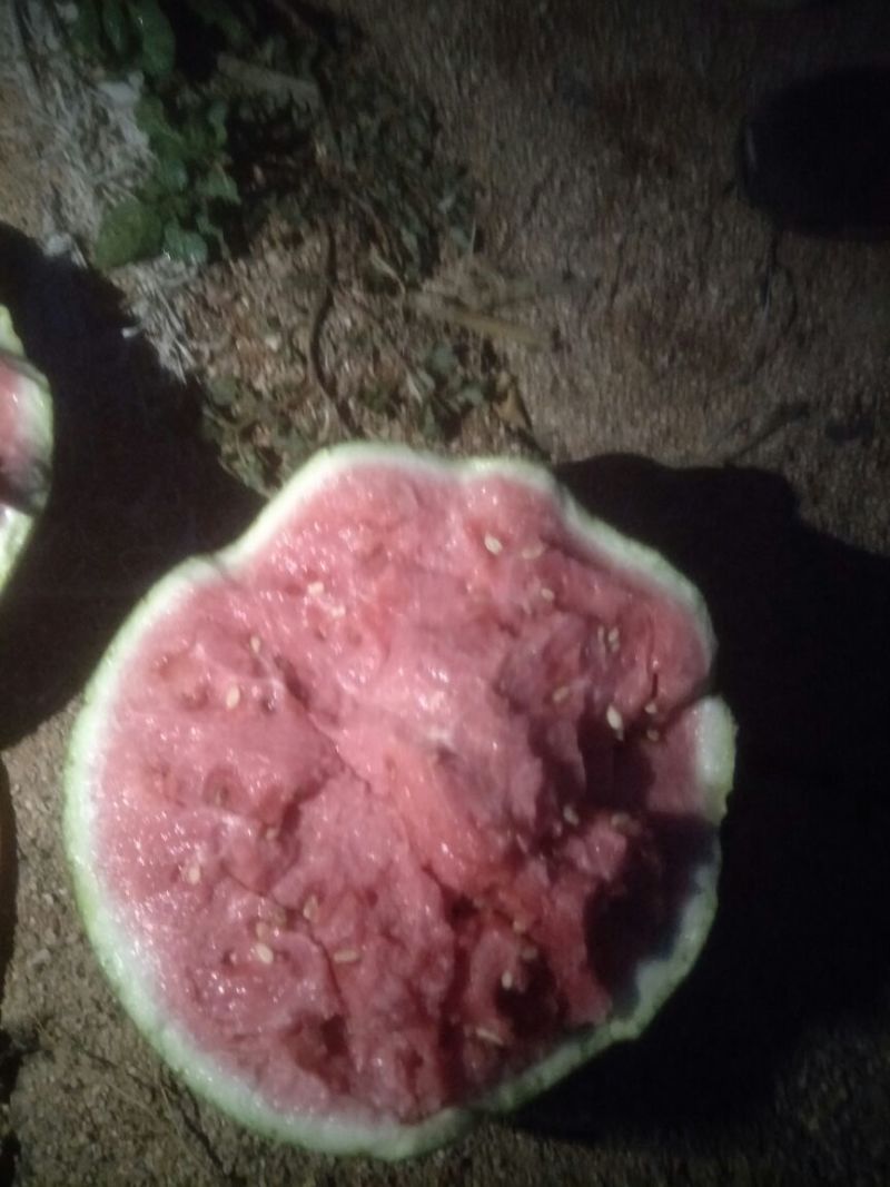 8424西瓜🍉，瓜皮薄，口感好，皮毛亮