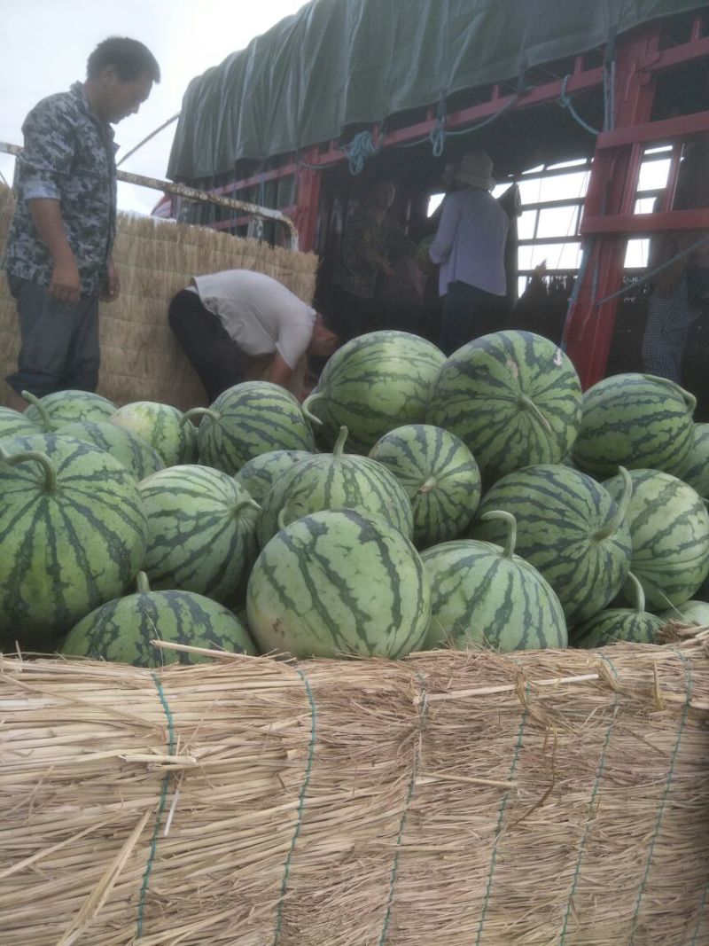8424西瓜🍉，瓜皮薄，口感好，皮毛亮