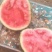 8424西瓜🍉，瓜皮薄，口感好，皮毛亮
