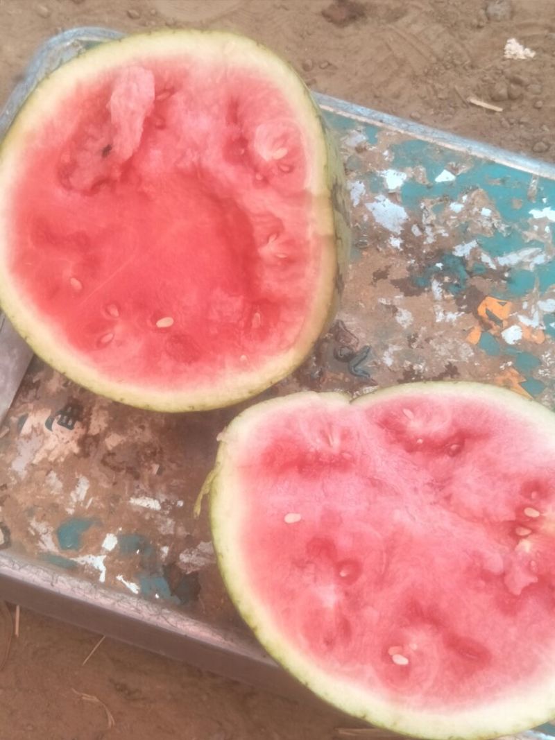 8424西瓜🍉，瓜皮薄，口感好，皮毛亮
