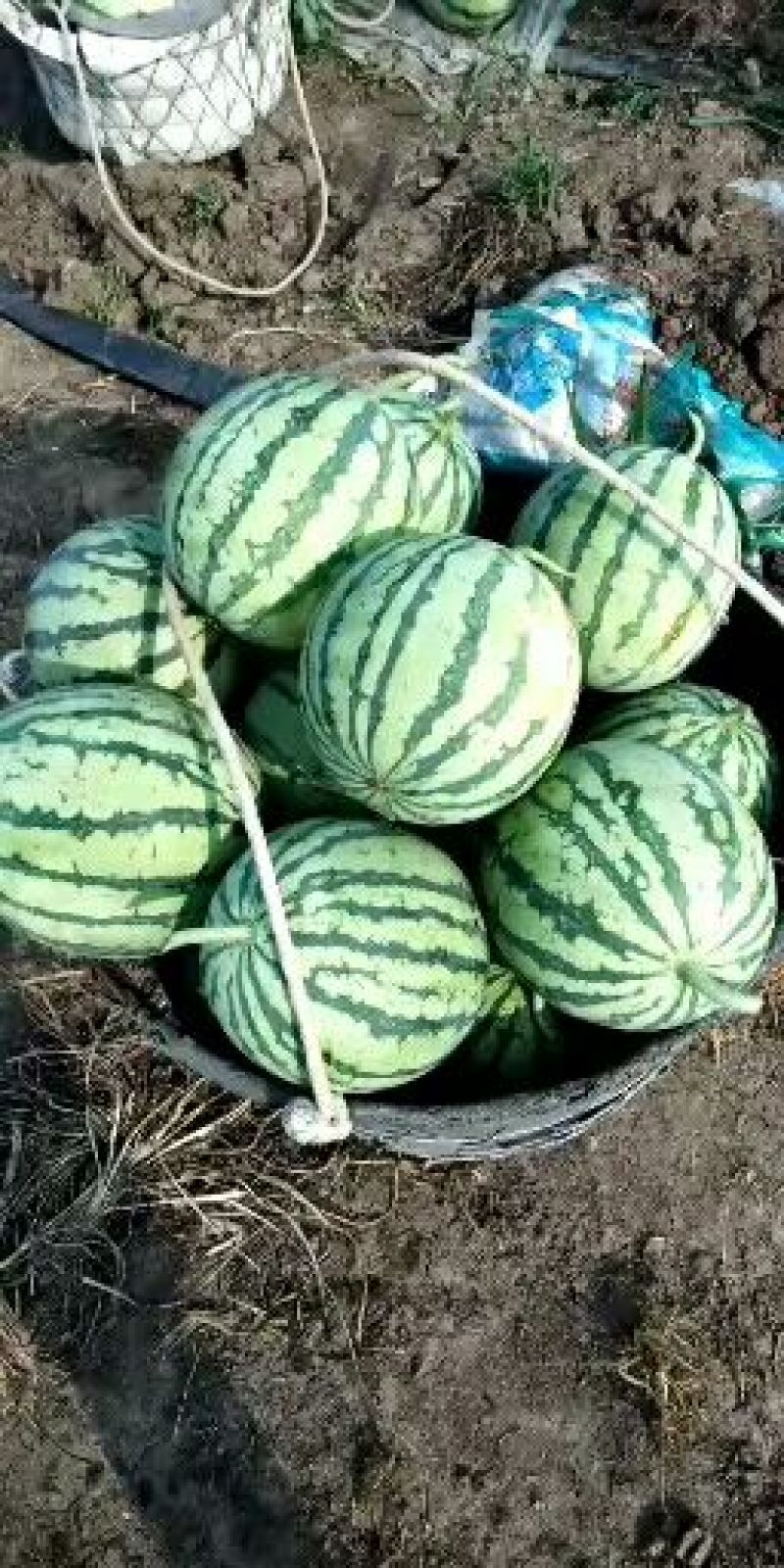 8424西瓜🍉，瓜皮薄，口感好，皮毛亮