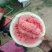 8424西瓜🍉，瓜皮薄，口感好，皮毛亮