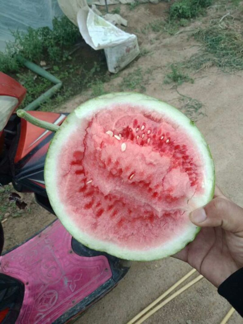 8424西瓜🍉，瓜皮薄，口感好，皮毛亮