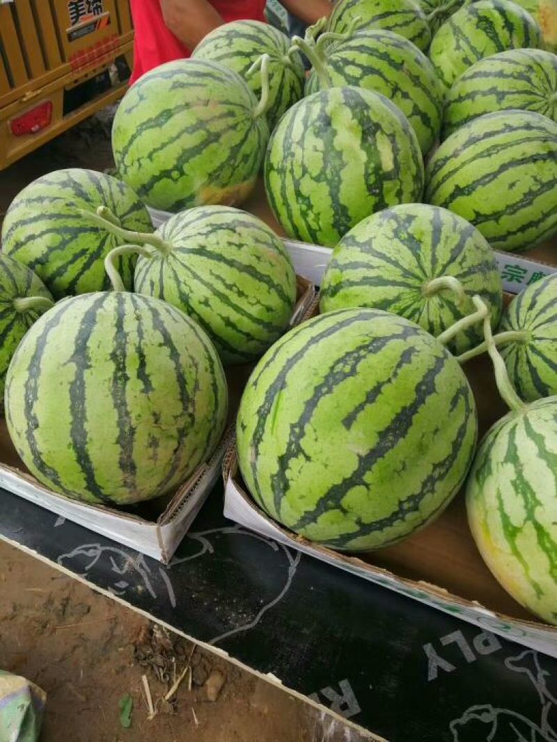 8424西瓜🍉，瓜皮薄，口感好，皮毛亮