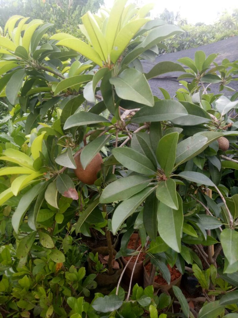 人心果苗带土带叶发货