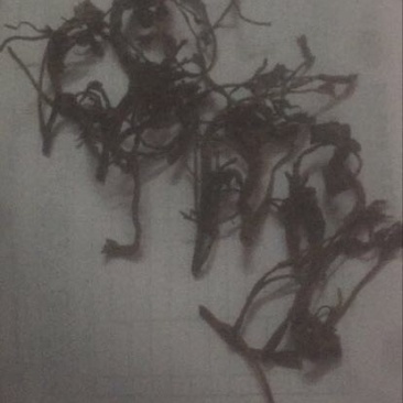 干香椿20cm以下