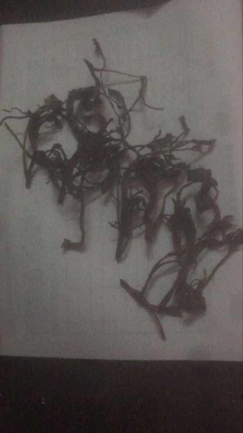 干香椿20cm以下