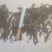干香椿20cm以下