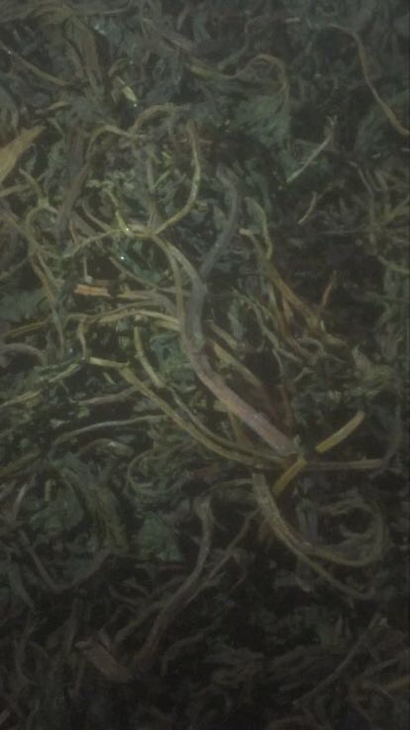 干香椿20cm以下