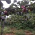 红心猕猴桃80~100克