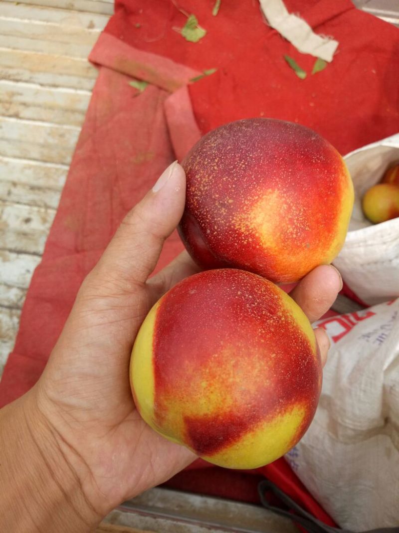 中油四号中后期