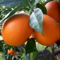 纽荷尔脐橙，中华红橙伦晚橙，原产地直销批发全国发货