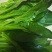 广东菜心