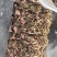 金线莲100克起包邮散装盒装金线莲泡水泡茶