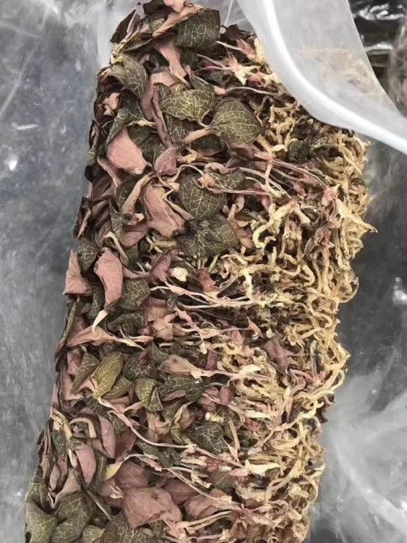 金线莲100克起包邮散装盒装金线莲泡水泡茶