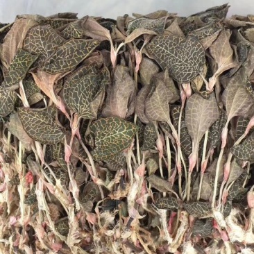 金线莲100克起包邮散装盒装金线莲泡水泡茶