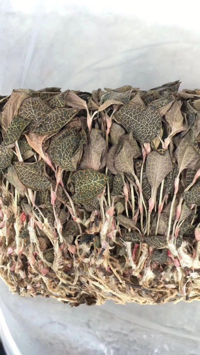 金线莲100克起包邮散装盒装金线莲泡水泡茶