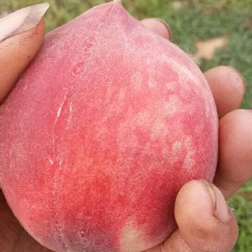 特大朱砂红桃