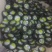 坛紫菜人工养殖1.2元一个包邮