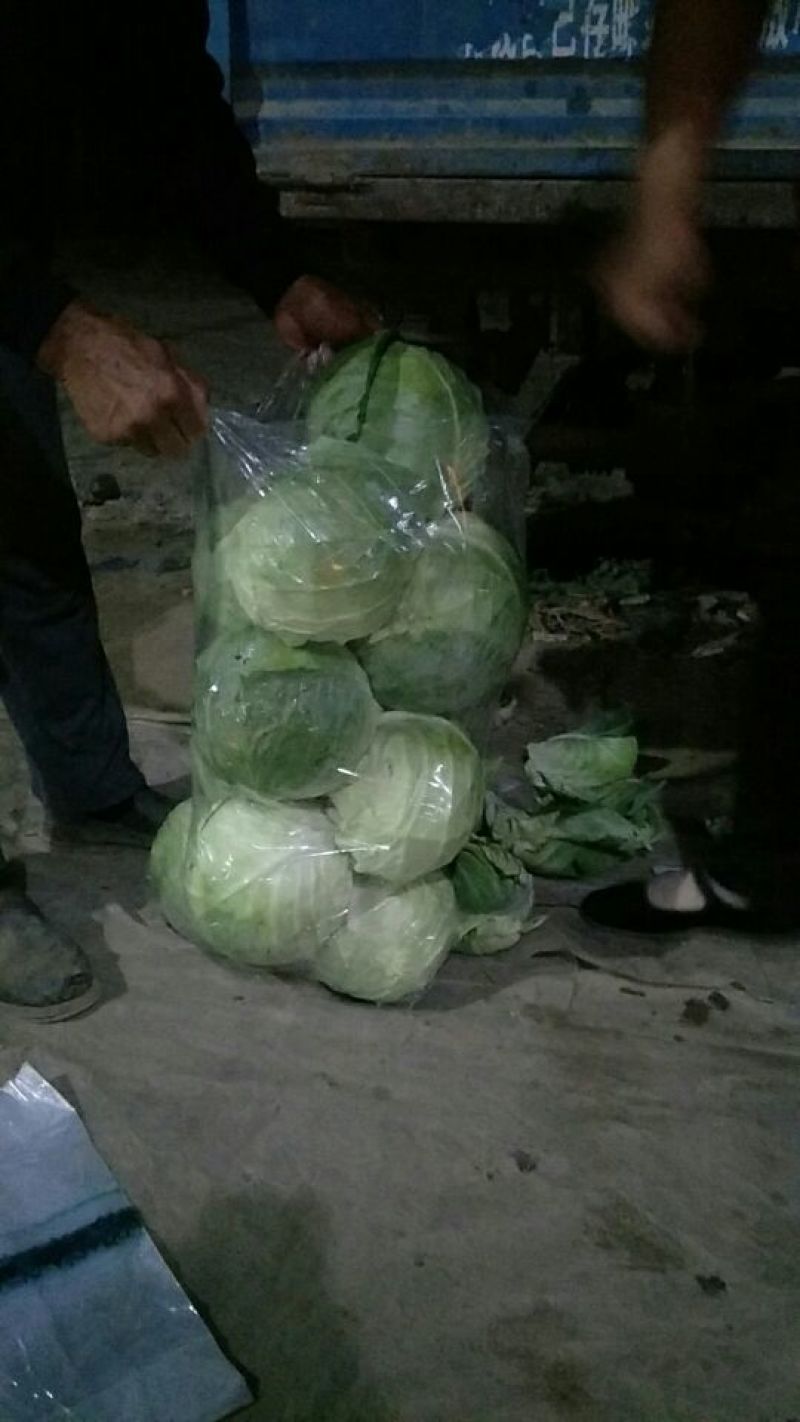 中甘甘蓝山东聊城方亩蔬菜基地甘蓝绿包菜大量上市