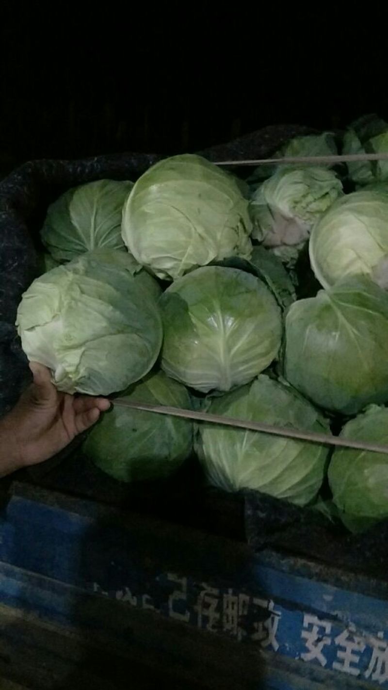 中甘甘蓝山东聊城方亩蔬菜基地甘蓝绿包菜大量上市
