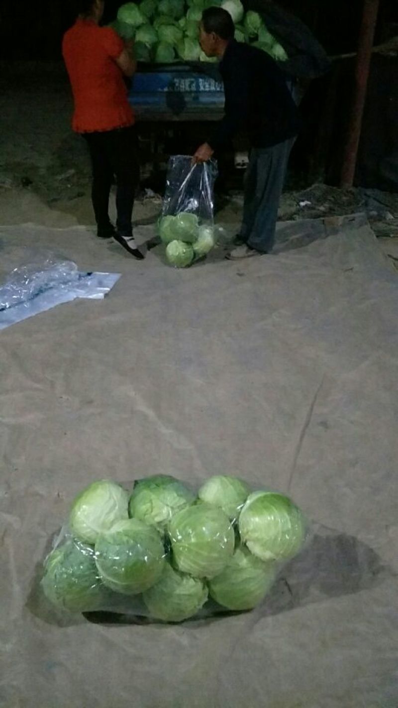 中甘甘蓝山东聊城方亩蔬菜基地甘蓝绿包菜大量上市