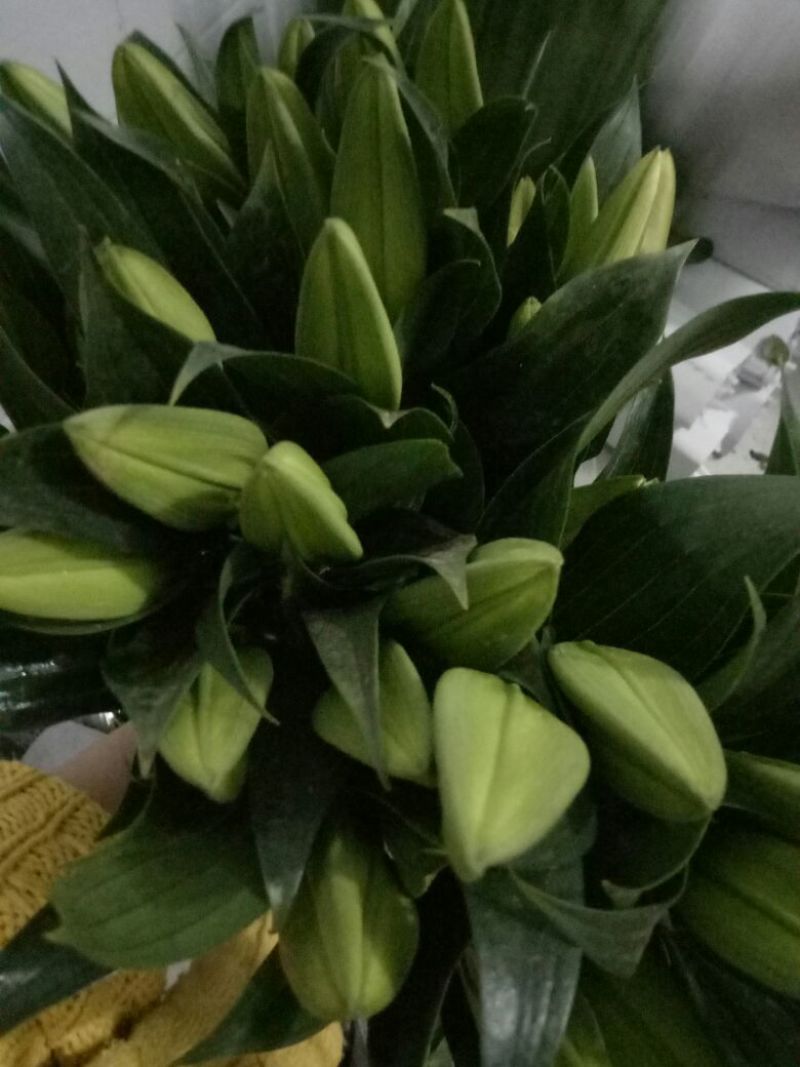 百合鲜切花单头