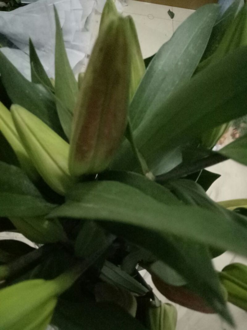 百合鲜切花单头
