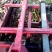 新乐市土豆大量上市欢迎新老顾客前来选购随到随装车