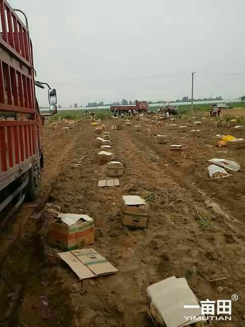 新乐市土豆大量上市欢迎新老顾客前来选购随到随装车