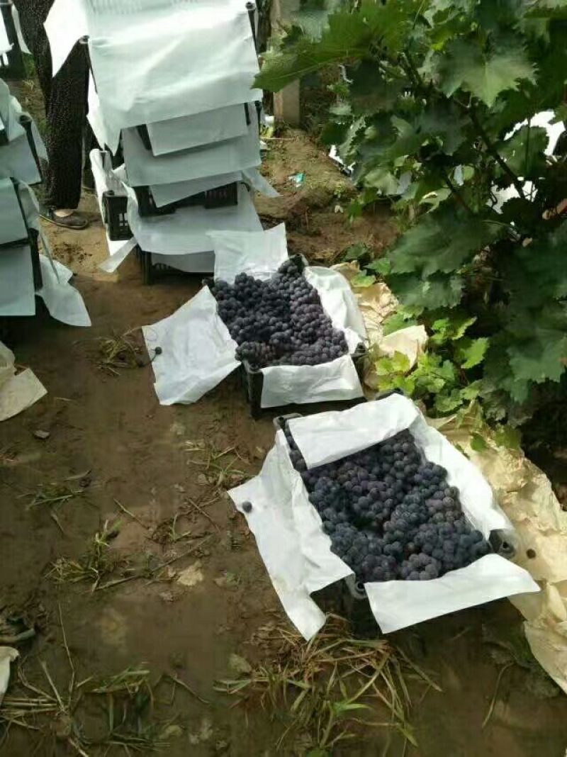 大量供应各种葡萄！巨峰，阳光玫瑰，A17，红宝石，蓝宝石