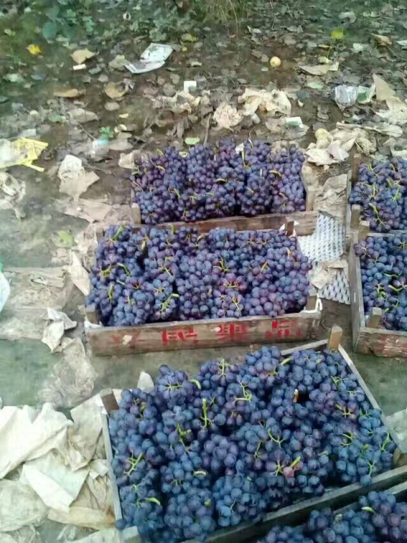 大量供应各种葡萄！巨峰，阳光玫瑰，A17，红宝石，蓝宝石