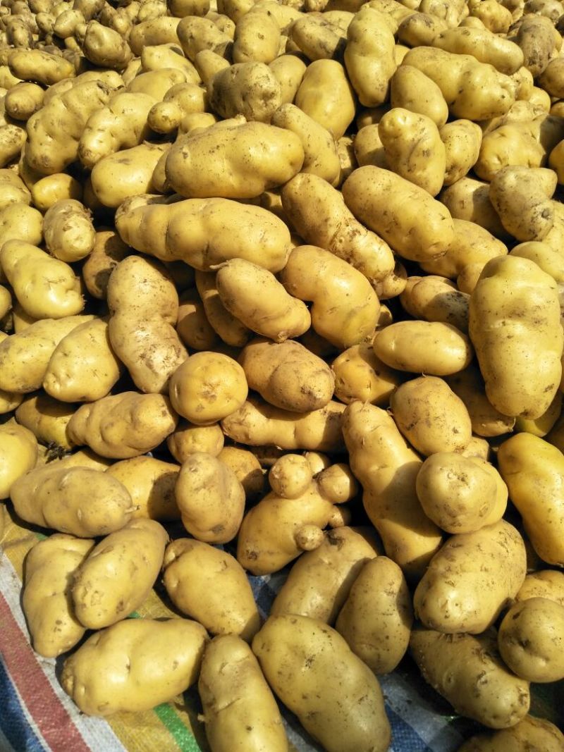 万亩新荷兰十五土豆黄心黄皮大量上市，质量包证，颜色好