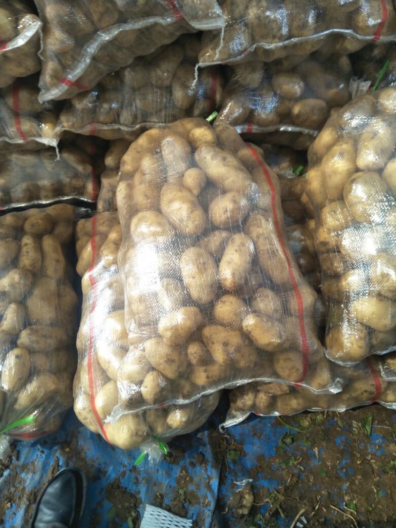 万亩新荷兰十五土豆黄心黄皮大量上市，质量包证，颜色好