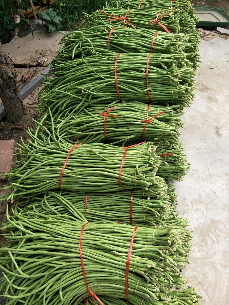 【精品】河南青条长豆角，70厘米以上，一手货源对接全国