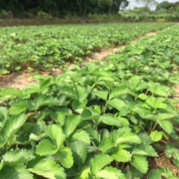 红颜草莓苗红颜奶油室内阳台种植结果种苗易活大量供应