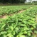 红颜草莓苗红颜奶油室内阳台种植结果种苗易活大量供应