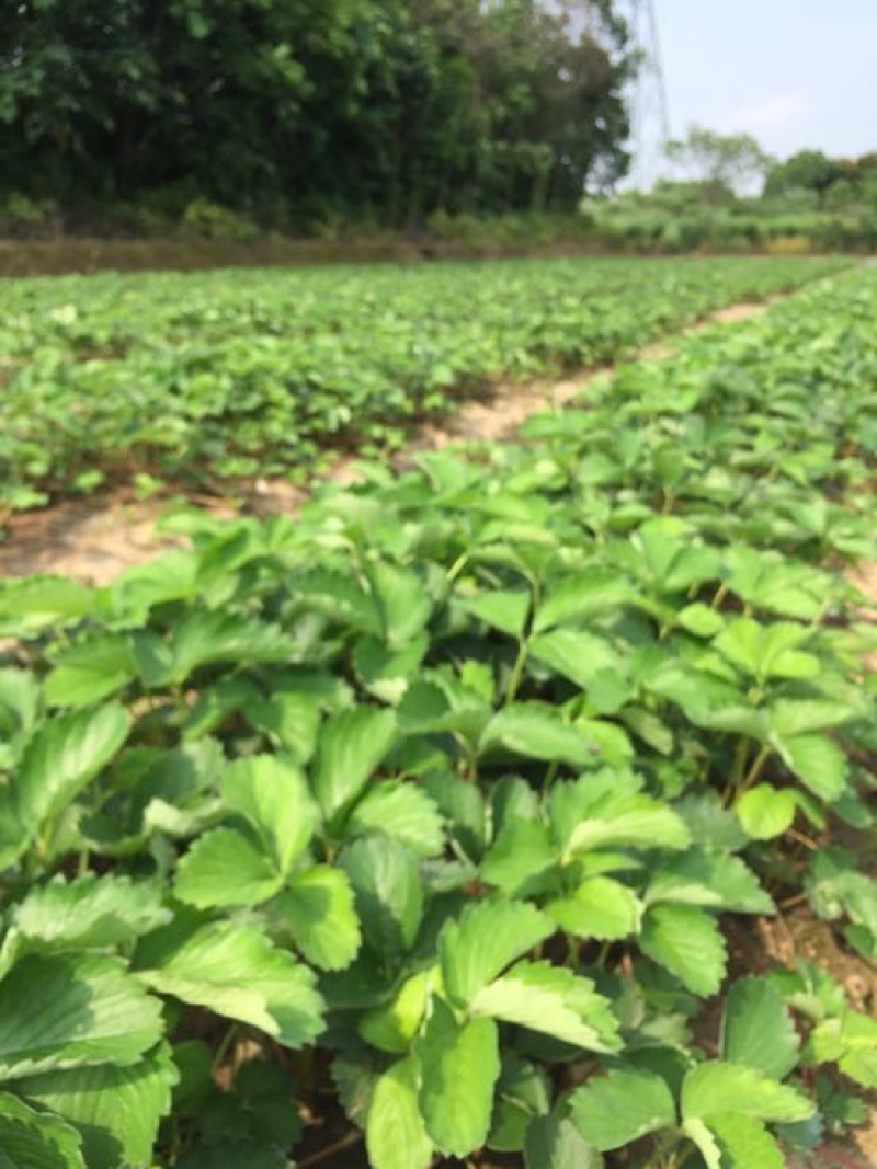 红颜草莓苗红颜奶油室内阳台种植结果种苗易活大量供应