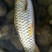 军鱼