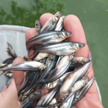 （全国供应）巴沙鱼苗规格齐全活体运输