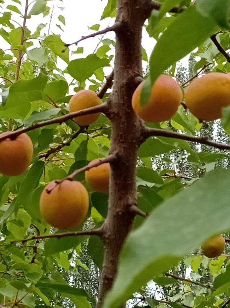 树上干杏子
