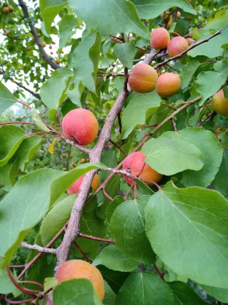 树上干杏子