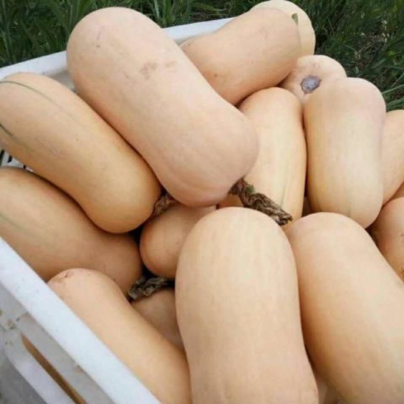 奶油南瓜