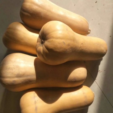 奶油南瓜